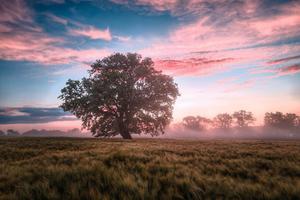 Tree In The Nature Field Picture nature wallpaper