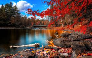 Trees And Lake Fall fall wallpaper