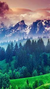 Trees In Nature 4K iPhone 4k nature iphone wallpaper