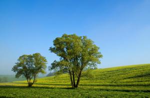 Trees On Grass Field Landscape Picture landscape wallpaper