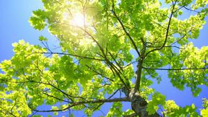 Treetop Sunlight Close-Up Laptop laptop wallpaper