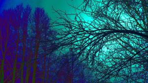Trippy Trees trippy wallpaper