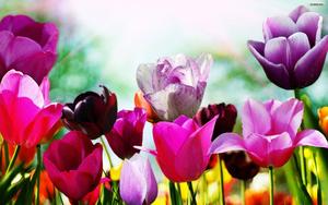 Tulip painting brings the beauty of spring to your desktop spring desktop wallpaper