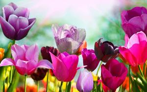 Tulips In Spring spring wallpaper