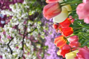 Tulips In Spring spring wallpaper