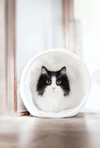 Tunnel Cute Cat PFP cute cat pfp wallpaper