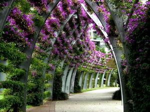 Tunnel Of Nature Flower nature flower wallpaper