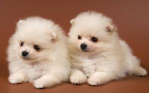 Twin White Pomeranian Puppies puppy wallpaper