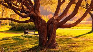 Twisted Tree Park Laptop laptop wallpaper