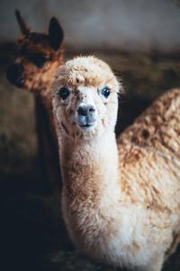 Two Cool Alpacas cool wallpaper