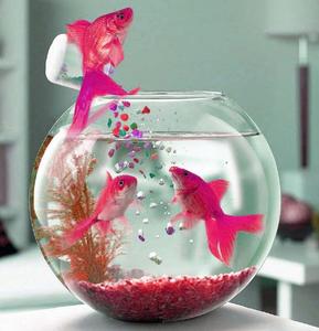 two fish in a bowl with a pink sprite whatsapp dp wallpaper