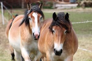 Two lovely brown horses out for a morning ride horse wallpaper