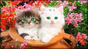 Two playful and beautiful green-eyed kittens beautiful wallpaper