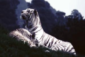 Two white tiger siblings resting in the grass tiger wallpaper