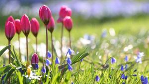 Unbloomed Nature Flower nature flower wallpaper