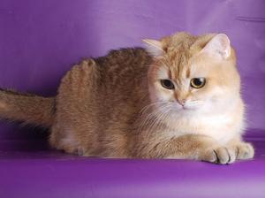 Unconditional love and warmth - Look at this beautiful, fluffy cat! beautiful wallpaper