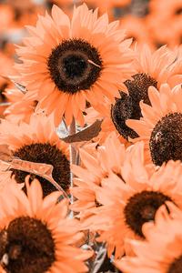 Unlock the aesthetic world with the Iphone  Wallpaper