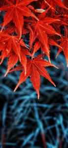 Unlock the beauty of fall with the new iPhone. fall iphone wallpaper