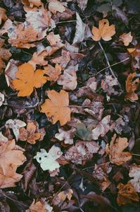 Unlock Your True Potential with the Fall Iphone fall iphone wallpaper