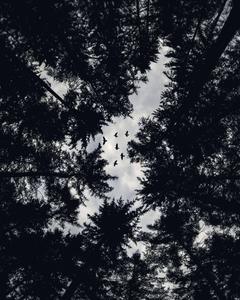 Unrecognizable silhouettes of trees under a night sky black screen wallpaper