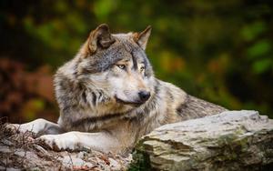 Discover the tranquility of nature with a serene image of a wolf resting peacefully in the forest. wolf wallpaper