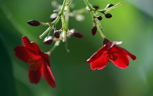 Upside Down Nature Flower nature flower wallpaper
