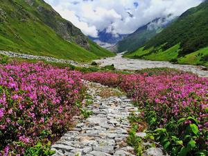 Valley Of Flowers Picture flower wallpaper