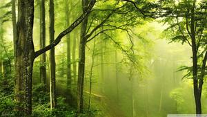 Verdant Green Forest forest wallpaper