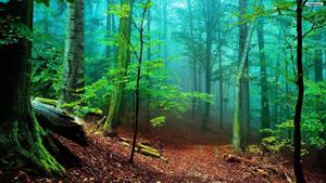 Vibrant Foggy Forest forest wallpaper