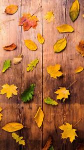 Vibrant Green Maple Leaves Fall IPhone fall iphone wallpaper