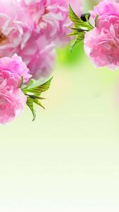 Vibrant Pastel Floral Phone Background pretty phone wallpaper