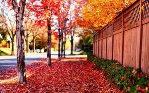 Vibrant Red Leaves in Full Screen HD Desktop Resolution full screen hd desktop wallpaper