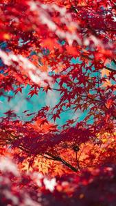 Vibrant Red Tree Fall IPhone fall iphone wallpaper
