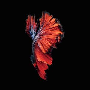 Vibrant Siamese Fish Streaming Through a Sea of Color amoled wallpaper