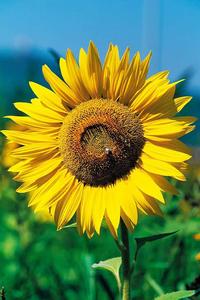 Vibrant Yellow Sunflower Picture flower wallpaper