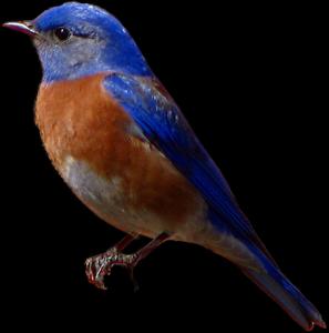 Vibrant_ Bluebird_ Profile Wallpaper