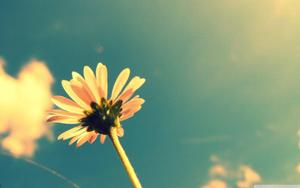 Vintage Flower Macro Laptop laptop wallpaper