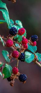 Vivo V20 Berry Bush vivo v20 wallpaper