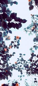 Vivo V20 Orange Flower Tree vivo v20 wallpaper