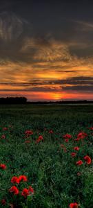 Vivo V20 Poppy Field vivo v20 wallpaper