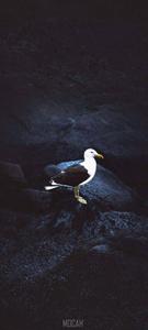 Vivo V20 Seagull On Rocks vivo v20 wallpaper