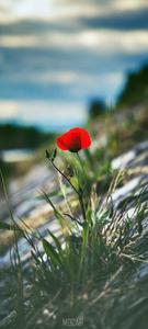 Vivo V20 Single Red Poppy vivo v20 wallpaper