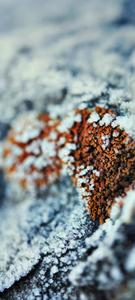 Vivo V20 Snowy Moss vivo v20 wallpaper