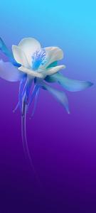 Vivo V20 White And Blue Flower vivo v20 wallpaper