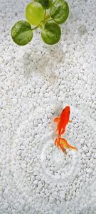 Vivo Y20 Bright Aquarium With Fish vivo y20 wallpaper