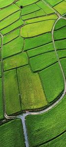 Vivo Y20 Calming Green Plain vivo y20 wallpaper