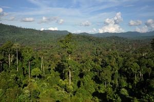 Walk through the forest and enjoy the natural beauty forest wallpaper
