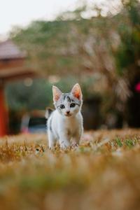 Wandering Baby Cute Cat PFP cute cat pfp wallpaper