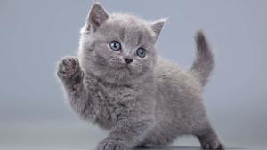 Waving Cute Cat PFP cute cat pfp wallpaper