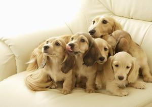 Weimaraner Puppies Family puppy wallpaper